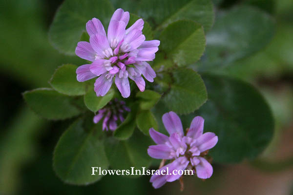 Trifolium resupinatum, Reversed Trefoil,תלתן הפוך