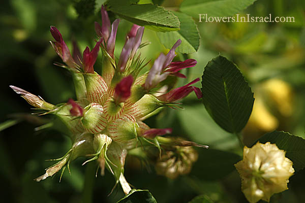 Israel native plants, Flora, Palestine, Botany