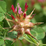 Trifolium spumosum, Israel Pink Flowers, wildflowers