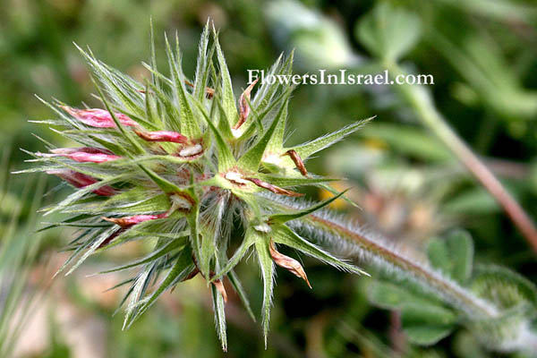 Flora, Israel, Trifolium stellatum, Star Clover, النفل النجمي,תלתן כוכבני 