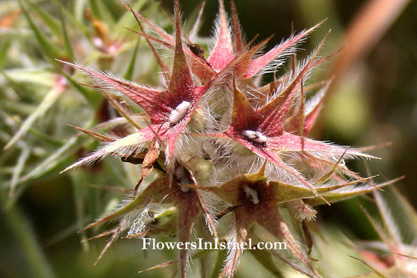 Trifolium stellatum, Star Clover, النفل النجمي ,תלתן כוכבני 