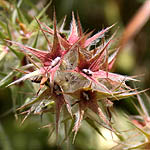 Trifolium stellatum, Flowers, Israel, flora