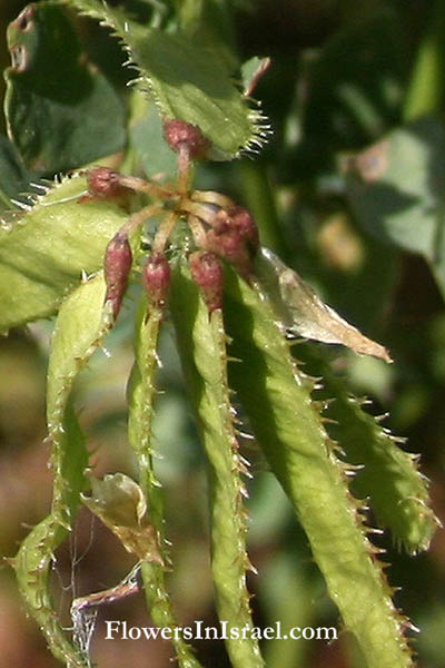 Trigonella arabica, Arabian Fenugreek, גרגרנית ערבית, الحلبة العربية 