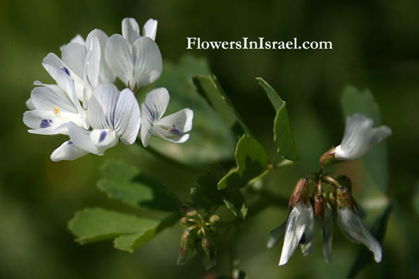 Trigonella arabica, Arabian Fenugreek, גרגרנית ערבית, الحلبة العربية 