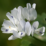 Trigonella arabica, Flowers, Israel, flora