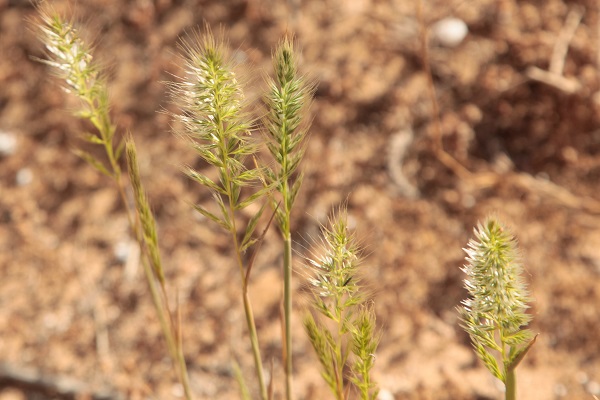 Trisetaria linearis, Trisetum lineare, Avena arenaria,  Oatgrass, שילשון סרגלני