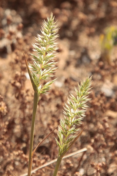 Trisetaria linearis, Trisetum lineare, Avena arenaria, Oatgrass,<br> Hebrew: שילשון סרגלני