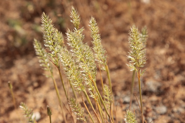 Trisetaria linearis, Trisetum lineare, Avena arenaria,  Oatgrass, שילשון סרגלני