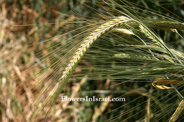 Triticum aestivum, Common wheat, Bread wheat, חיטה רכה