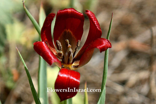 Tulipa agenensis,Tulipa oculis-solis, Tulipa sharonensis, Sharon tulip, Sun's-eye tulip, צבעוני ההרים, زنبق, قرن الغزال 