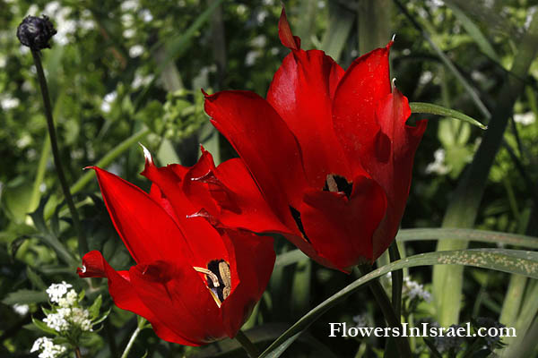 Tulipa agenensis,Tulipa oculis-solis, Tulipa sharonensis, Sharon tulip, Sun's-eye tulip, צבעוני ההרים, زنبق, قرن الغزال 