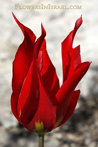 Tulipa agenensis,Tulipa oculis-solis, Tulipa sharonensis, Sharon tulip, Sun's-eye tulip, צבעוני ההרים, زنبق, قرن الغزال 