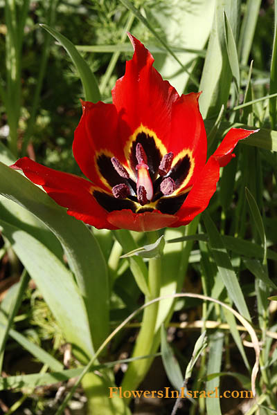 Tulipa agenensis