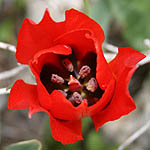 Tulipa agenensis, Israel, Red flowers