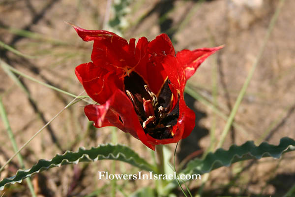Tulipa systola, Tulipa amplyophylla, Desert Tulip, צבעוני המדבר
