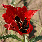 Tulipa systola, Israel, Red flowers