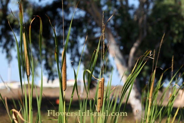 Typha domingensis, Typha australis, Bulrush,Southern Cattail, Narrowleaf Cattail, suf, סוף מצוי