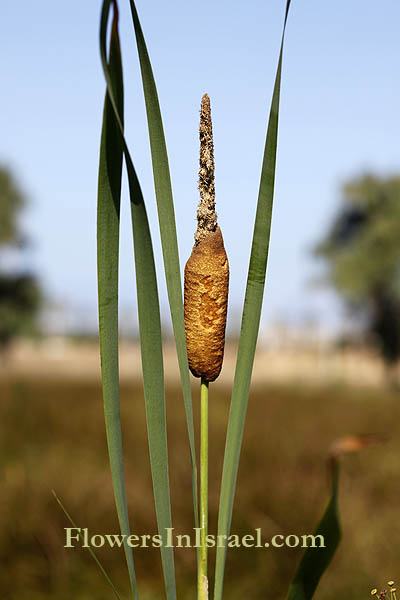 Typha latifolia, Common Cattail, Giant reed-mace, البوط عريض الأوراق,סוף רחב-עלים 