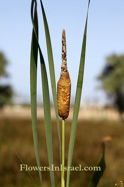 Flora of Israel Typhaceae plant family