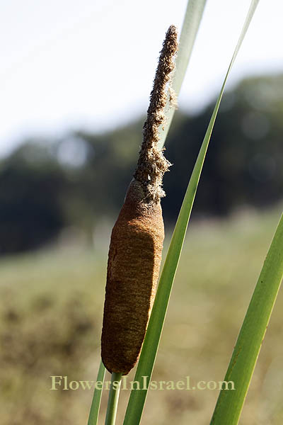 Typha latifolia, Common Cattail, Giant reed-mace, סוף רחב-עלים