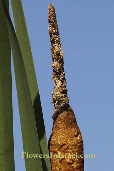 Typha latifolia, Common Cattail, Giant reed-mace, סוף רחב-עלים