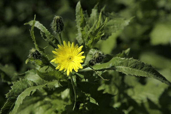 Urospermum picroides, Tragopogon picroides, Prickly goldenfleece, Prickly cupped Goat's Beard, אזנב מצוי