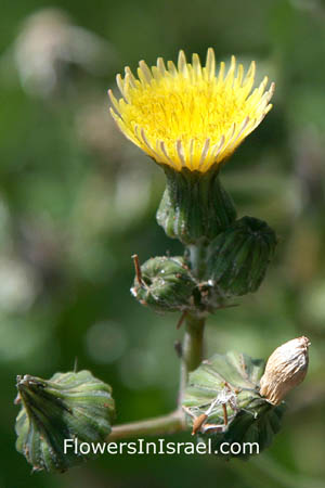 Urospermum picroides, Tragopogon picroides, Prickly goldenfleece, Prickly cupped Goat's Beard, אזנב מצוי