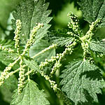Urtica membranacea, Israel, Wildflowers, Native Plants
