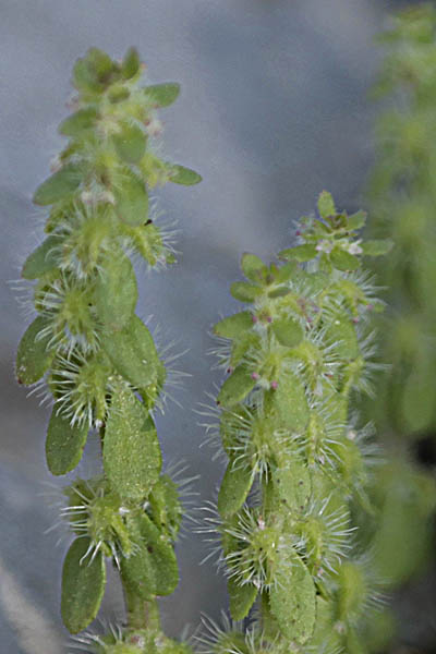 Valantia hispida, Vailantia hispida, Bristly crosswort, Hairy Valantia, חגווית שעירה