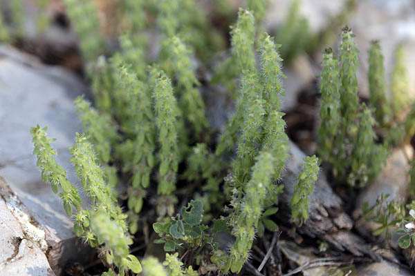 Valantia hispida, Vailantia hispida, Bristly crosswort, Hairy Valantia, חגווית שעירה