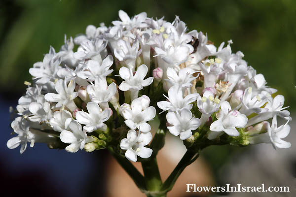 Valeriana dioscoridis, Valeriana italica, Italian Valerian, ולריינה איטלקית