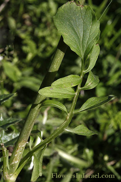 Valeriana dioscoridis, Valeriana italica, Italian Valerian, ולריינה איטלקית