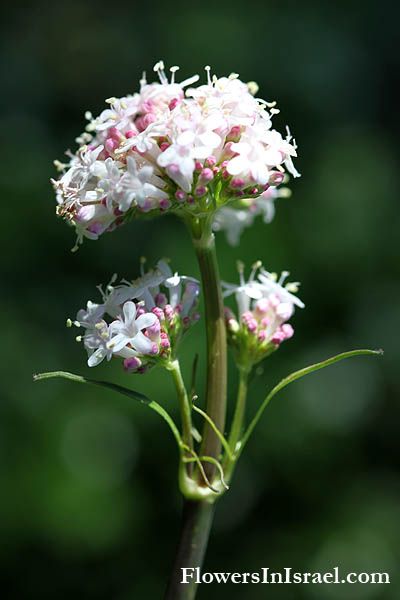 Valeriana dioscoridis, Valeriana italica, Italian Valerian, ולריינה איטלקית