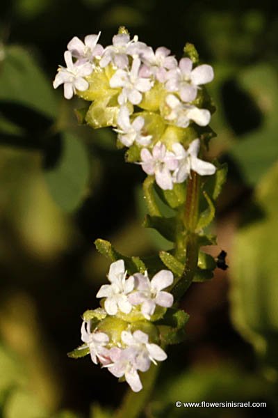 Israel, Flowers, Wildflowers, Flora