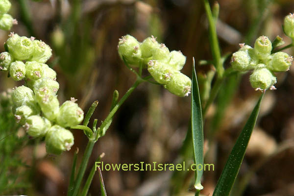 Israel, Flowers, Wildflowers, Flora