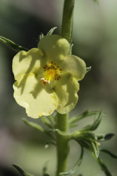 Verbascum orientale, Celsia orientalis, Oriental celsia, בוצין מזרחי
