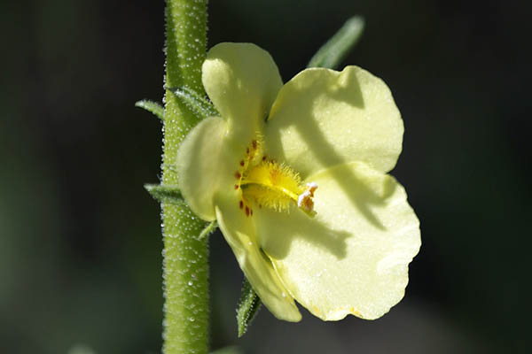 Verbascum orientale, Celsia orientalis, Oriental celsia, בוצין מזרחי