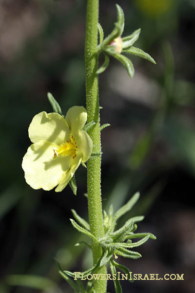 Verbascum orientale, Celsia orientalis, Oriental celsia, בוצין מזרחי