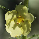 Verbascum orientale, Israel Yellow wildflowers