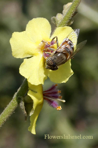 Verbascum sinuatum, Scallop-Leaved Mullein, בוצין מפורץ