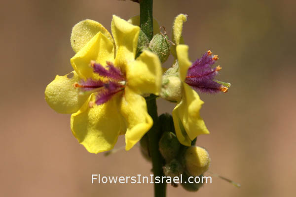 Israel, Flowers, Wildflowers, Flora