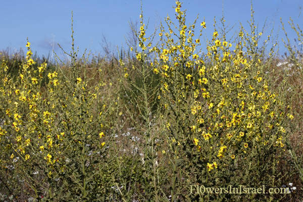 Israel, Flora, Botany, Palestine, Nature