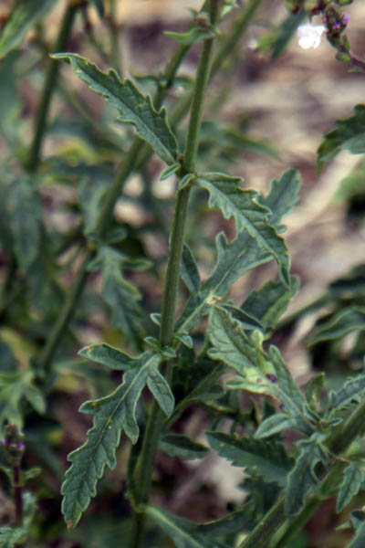 Verbena officinalis, Verbena domingensis, Verbena macrostachya, Common Verbena, Common Vervain, Simpler's Joy, Holy Herb, ורבנה רפואית 