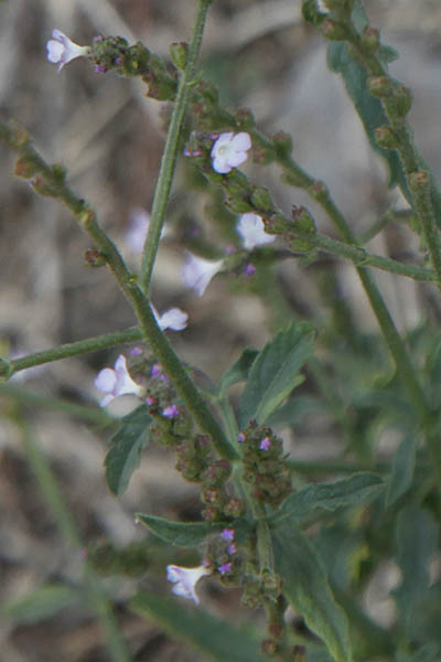 Verbena officinalis, Verbena domingensis, Verbena macrostachya, Common Verbena, Common Vervain, Simpler's Joy, Holy Herb, ורבנה רפואית