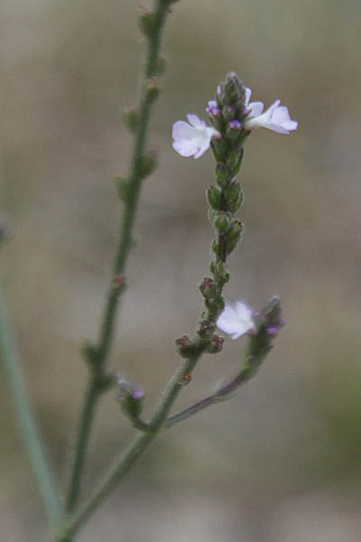 Israel, Travel, Nature, Wildflowers, Pictures