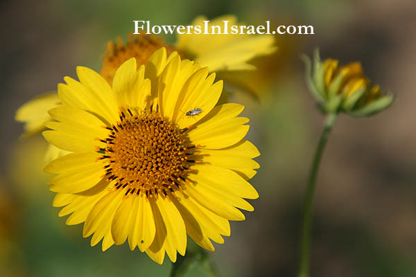 Verbesina encelioides, Golden Crownbeard, Butter Daisy, כנפון זהוב