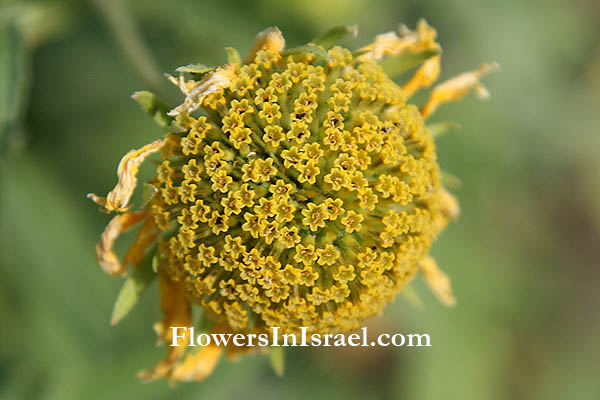 Verbesina encelioides, Golden Crownbeard, Butter Daisy,כנפון זהוב