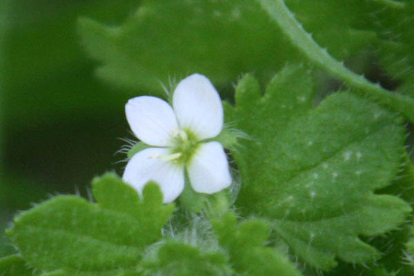 Veronica cymbalaria, Cymbalaria speedwell, ורוניקה לבנה