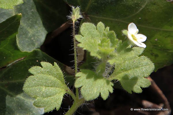 Native plants of Israel