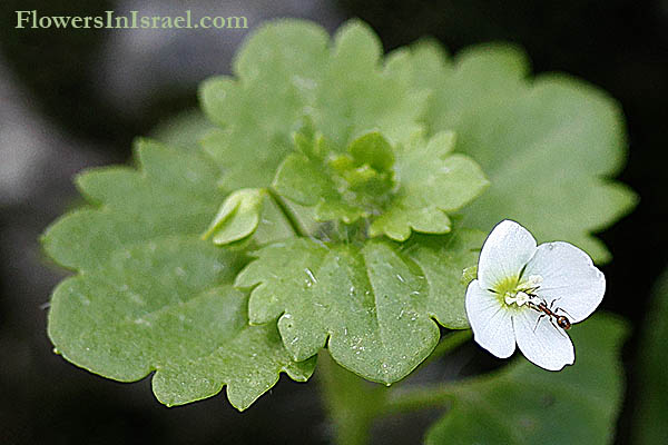 Israel flowers, Veronica  panormitana, Palermo Speedwell, ורוניקה קטנת-פרחים